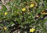 Potentilla orientalis