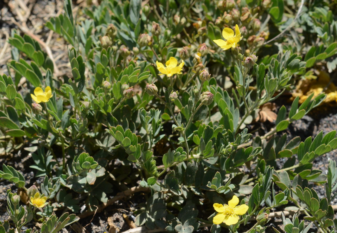 Image of Potentilla orientalis specimen.