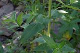 Mentha longifolia. Часть ветви. Республика Адыгея, Майкопский р-н, ок. 4,5 км к северу от с. Хамышки, Гранитный каньон р. Белая, устье руч. Сашкова, под мостом на валунах берегоукрепления. 31.07.2022.
