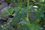 Mentha longifolia