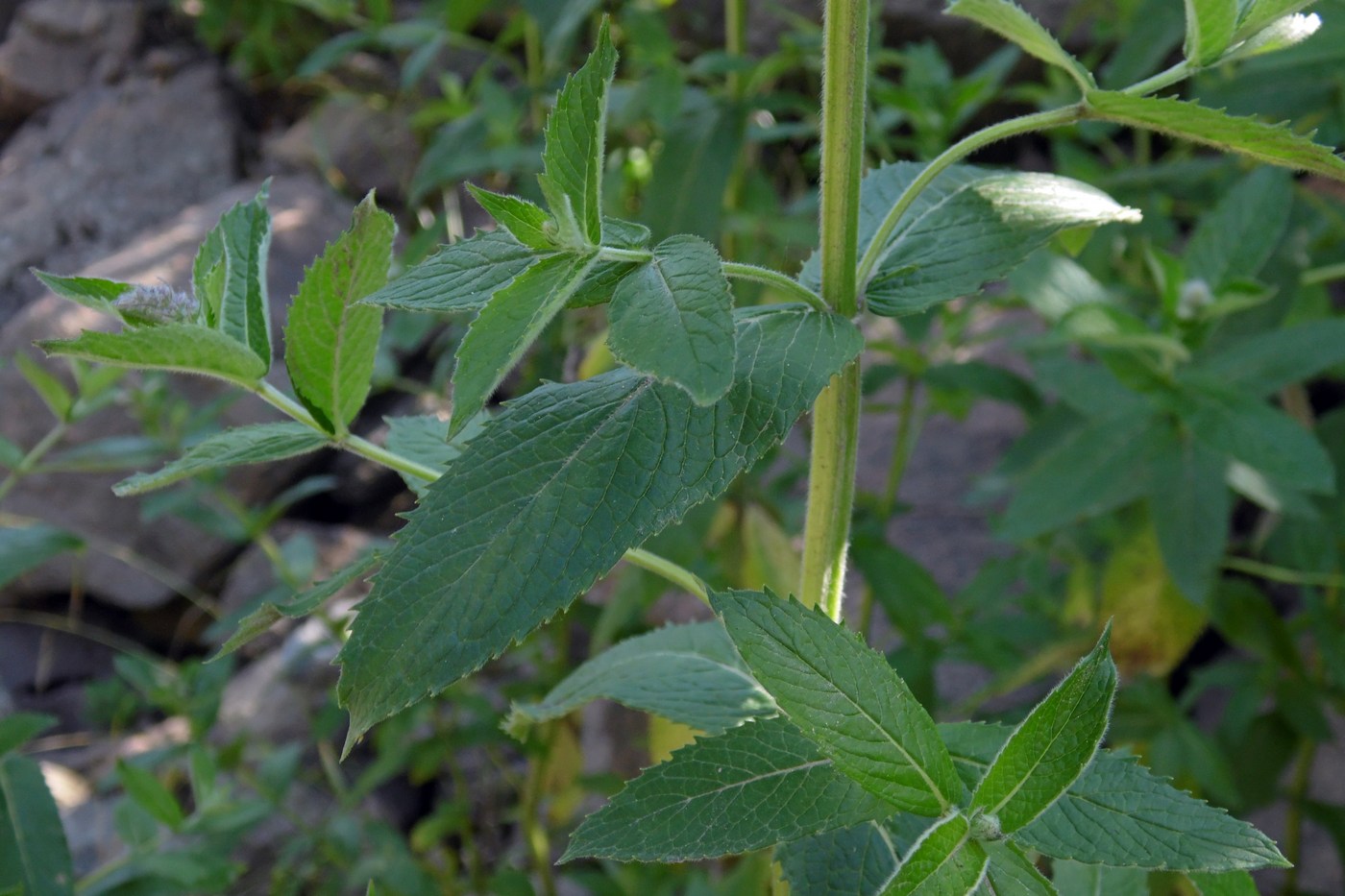 Image of Mentha longifolia specimen.