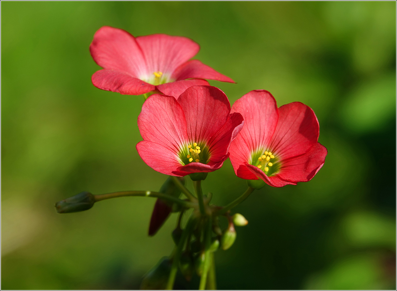 Image of Oxalis tetraphylla specimen.