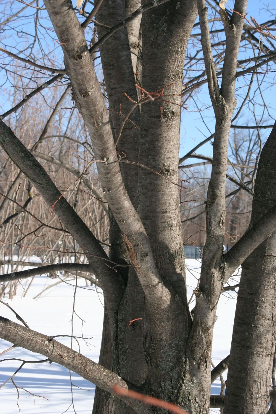 Image of Tilia platyphyllos specimen.