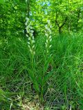 Cephalanthera longifolia. Цветущие растения (высота большего — 59 см, длина соцветия — 25 см). Краснодарский край, Туапсинский р-н, Новомихайловское г/п, окр. с. Ольгинка, просека в грабиннике. 16 мая 2022 г.