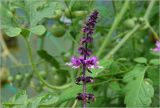 Ocimum basilicum