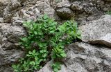 Cotinus coggygria. Цветущее растение. Дагестан, Гунибский р-н, Карадахская теснина, расщелина в скале. 02.05.2022.