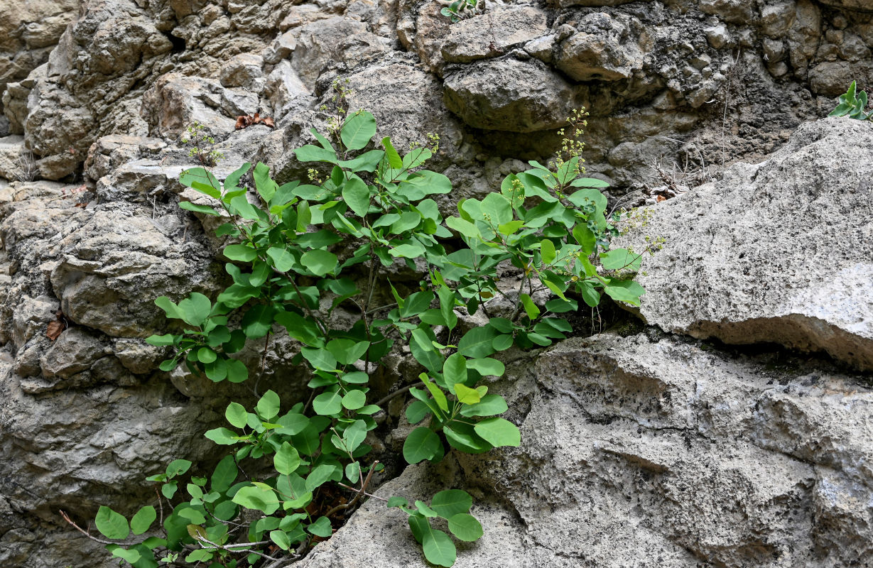 Image of Cotinus coggygria specimen.