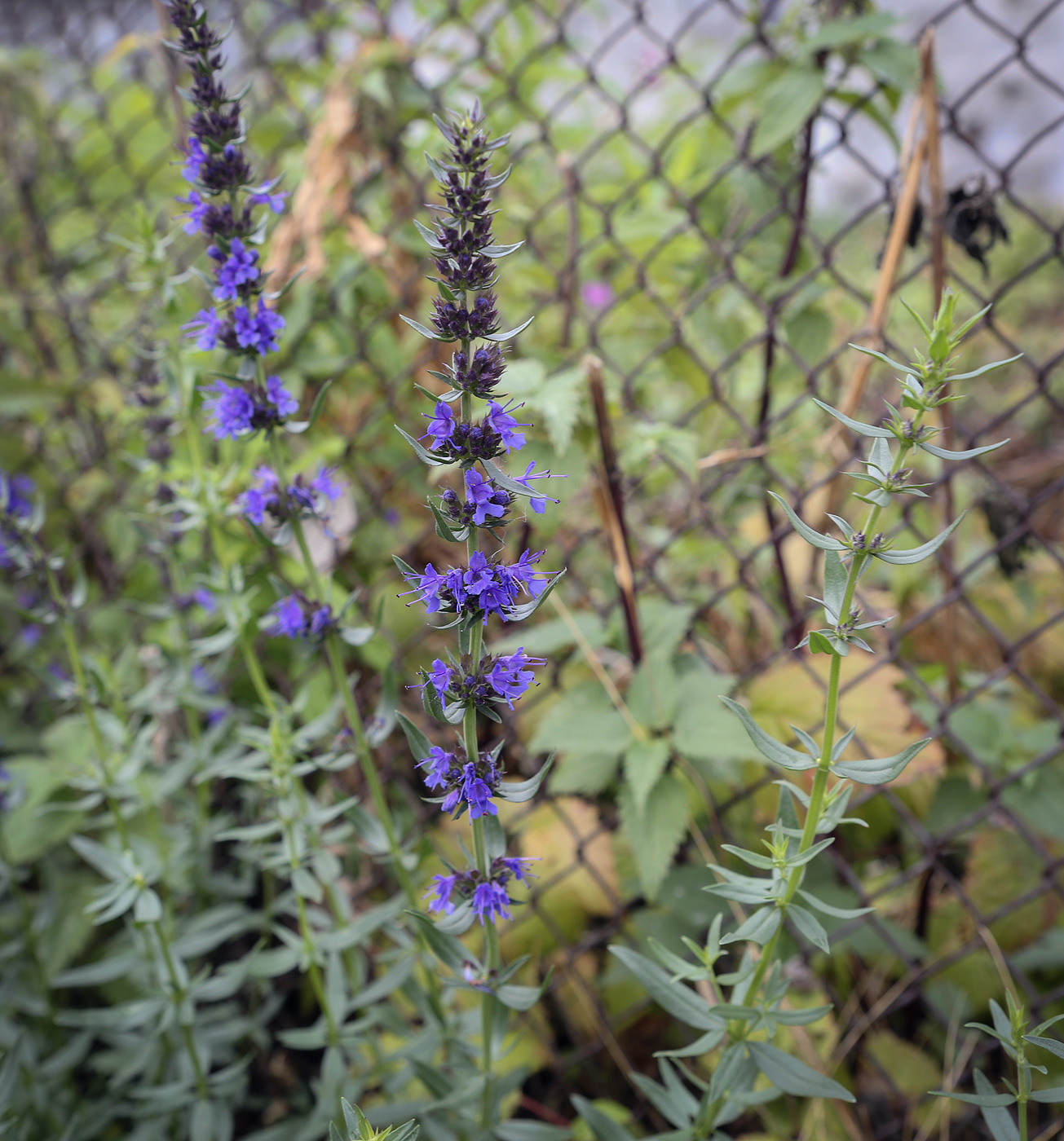 Изображение особи Hyssopus officinalis.