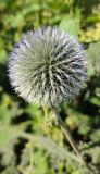 Echinops chantavicus