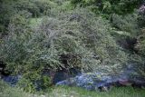 genus Prunus. Плодоносящее растение. Киргизия, Джалал-Абадская обл., Западный Тянь-Шань, долина р. Афлатун, ≈ 1300 м н.у.м., берег реки. 10.07.2022.
