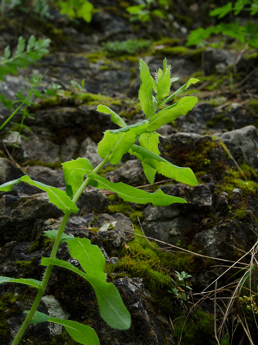 Image of Hieracium virosum specimen.