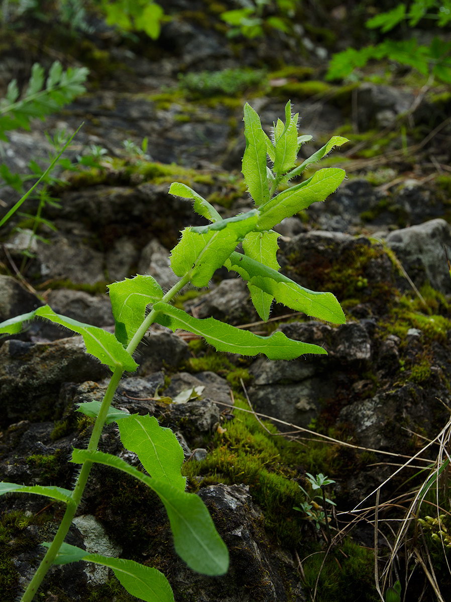 Image of Hieracium virosum specimen.