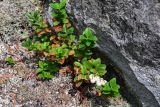 Gaultheria miqueliana. Плодоносящее растение. Курильские о-ва, о-в Кунашир, вулкан Менделеева, ≈ 400 м н.у.м., поросший лишайниками каменистый склон. 21.08.2022.