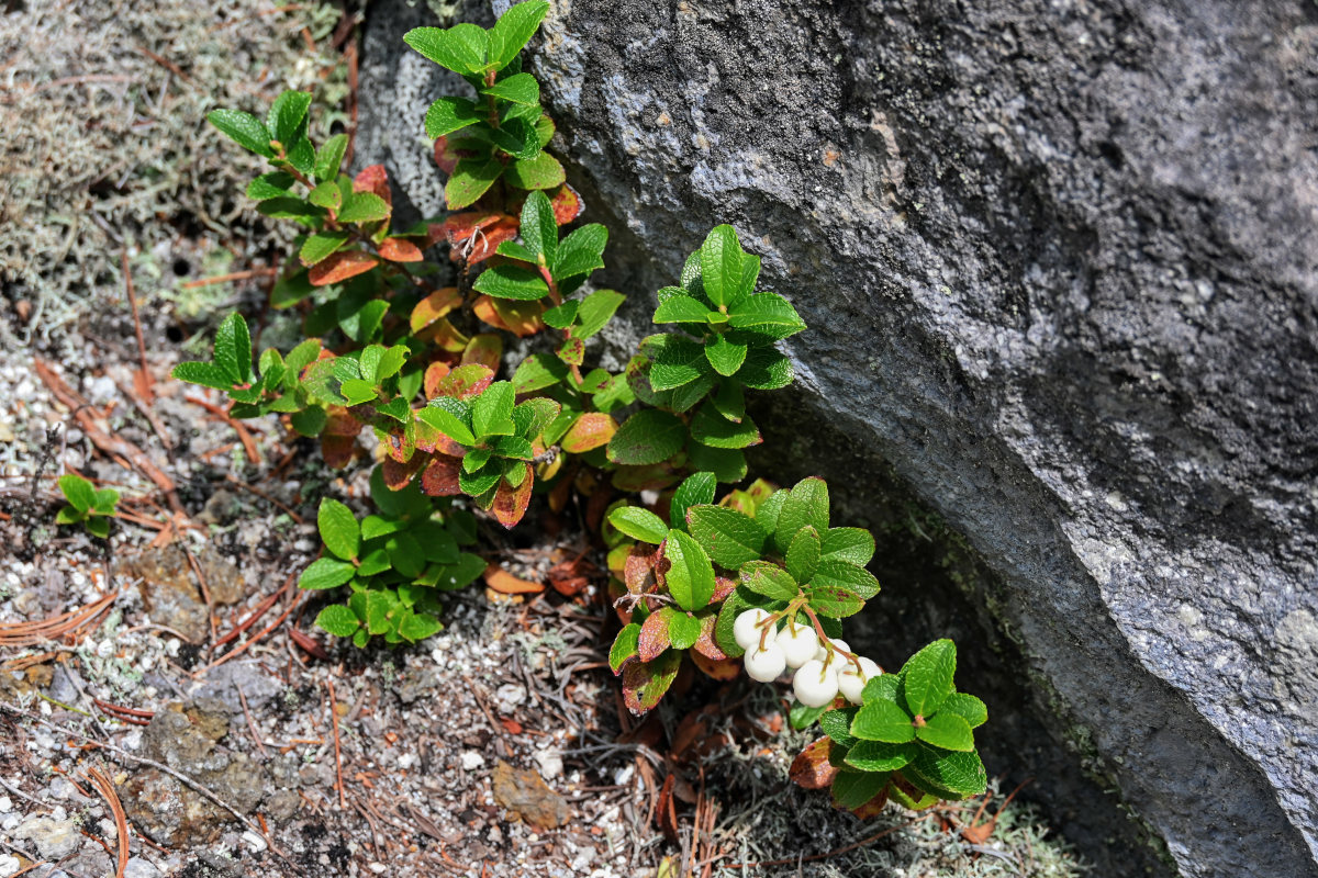 Image of Gaultheria miqueliana specimen.