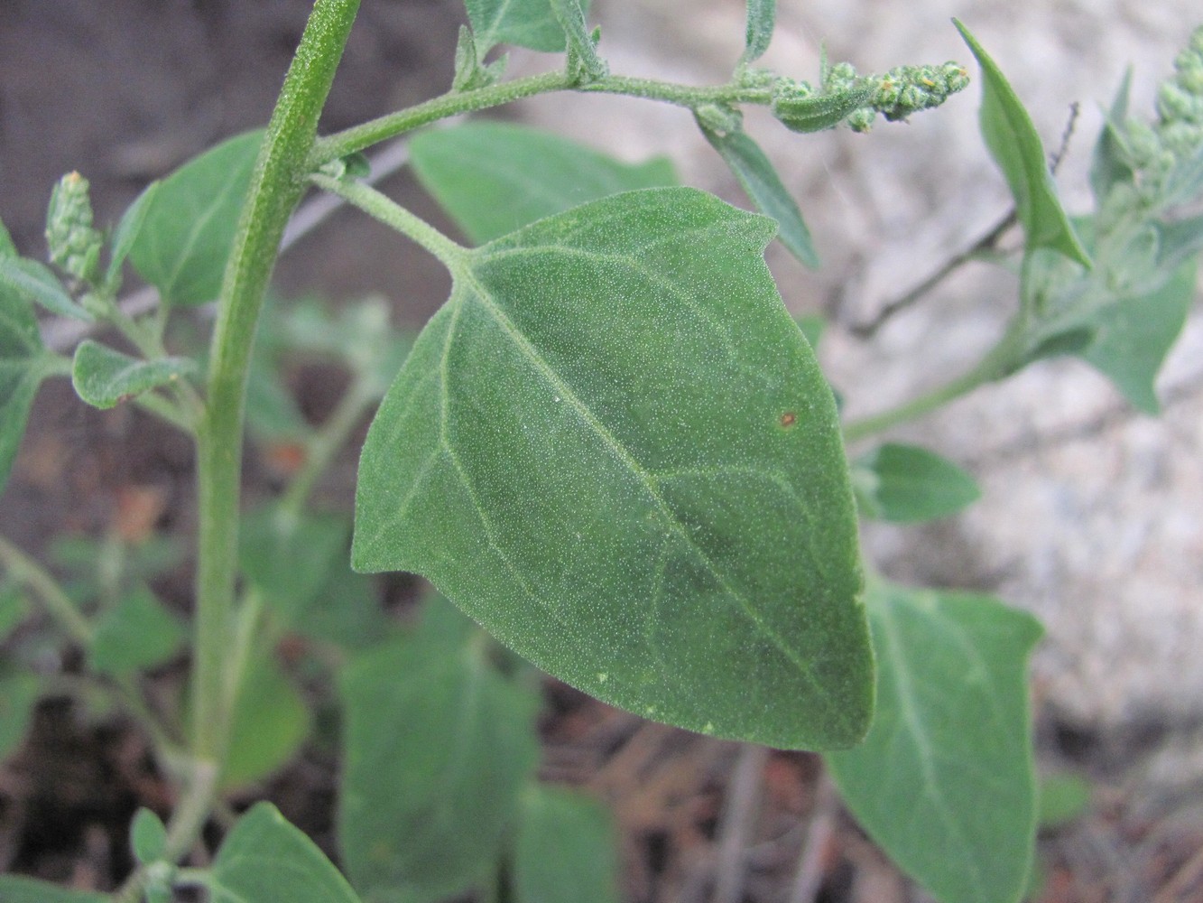 Изображение особи Chenopodium sosnowskyi.