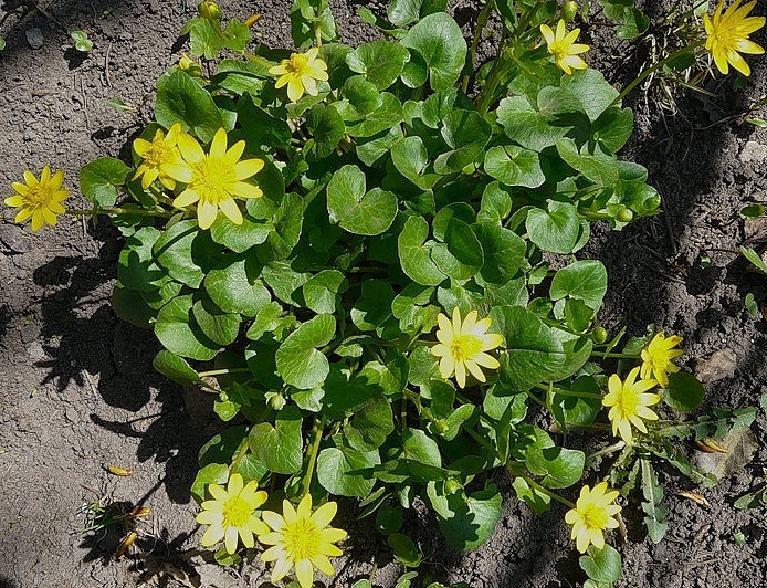 Image of Ficaria verna specimen.