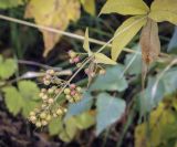 Lysimachia vulgaris