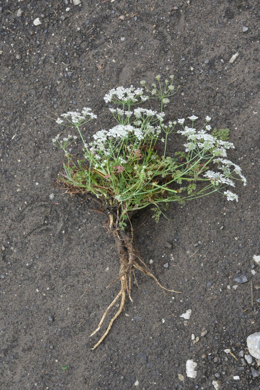 Изображение особи Astrodaucus orientalis.