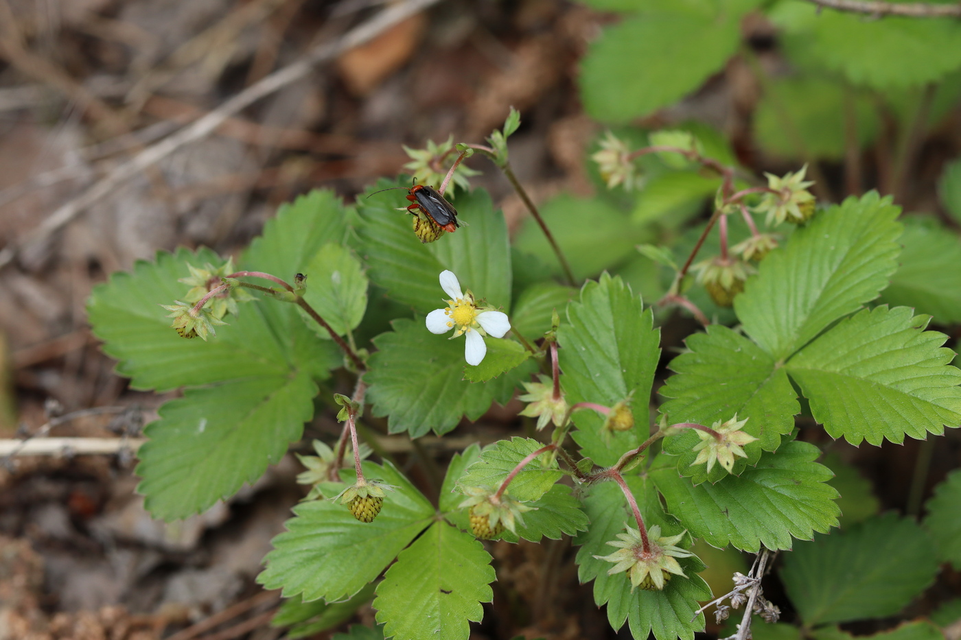 Изображение особи Fragaria vesca.