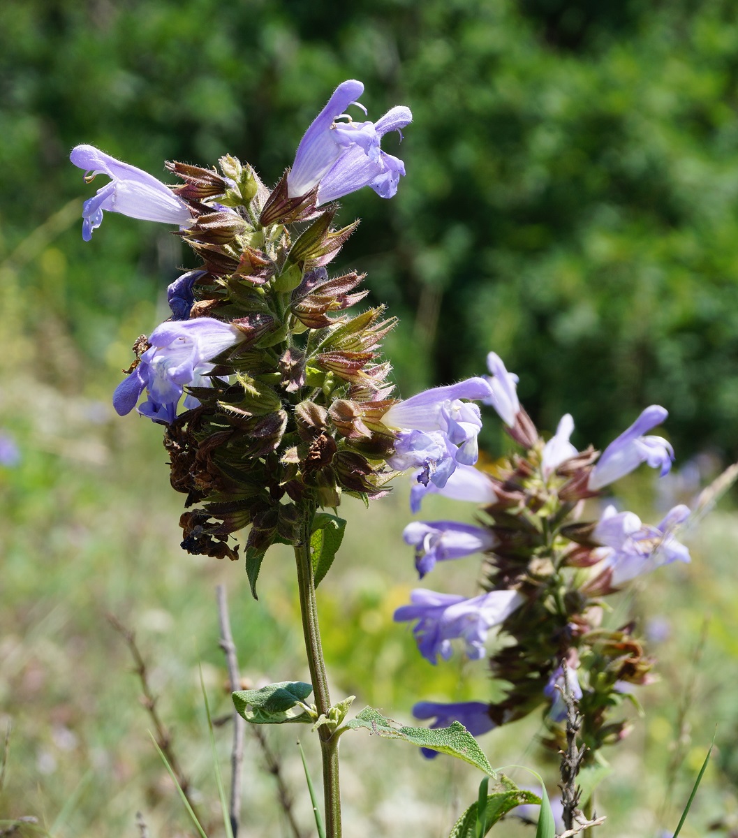 Image of Salvia tomentosa specimen.