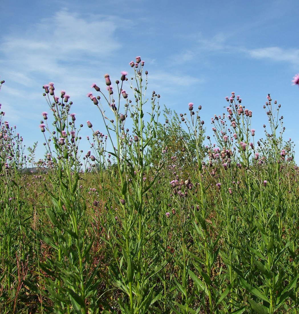 Изображение особи Cirsium setosum.