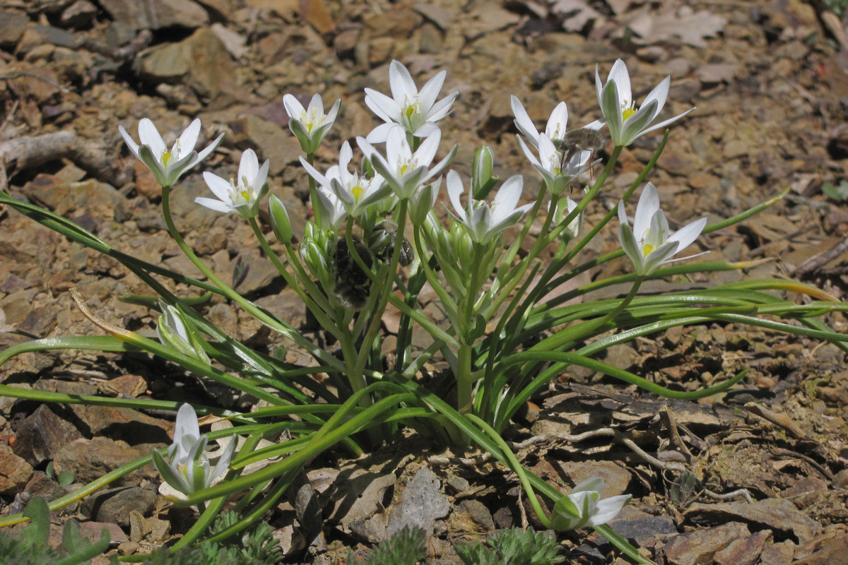 Изображение особи Ornithogalum woronowii.