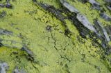 Chrysothrix chlorina