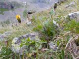 genus Taraxacum. Цветущее и плодоносящее растение. Карачаево-Черкесия, Урупский р-н, Кавказский биосферный заповедник, Имеретинское ущелье, долина р. Имеретинка (в верхнем течении), ≈ 2500 м н.у.м., альпийский луг с доминированием Carex acrifolia. 27.07.2022.