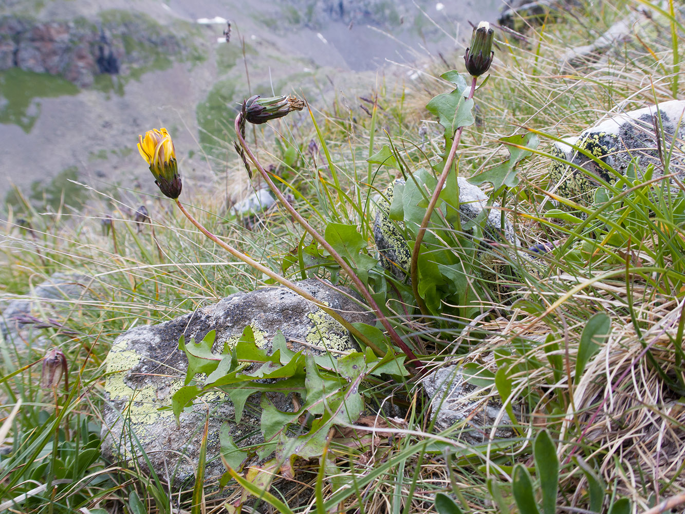 Image of genus Taraxacum specimen.