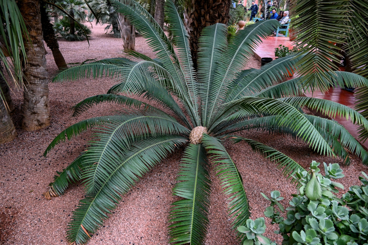 Image of Dioon spinulosum specimen.
