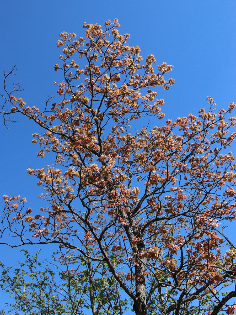 Image of Acer platanoides specimen.