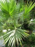 Washingtonia filifera