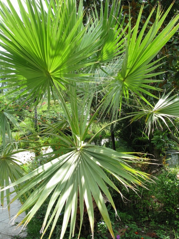 Image of Washingtonia filifera specimen.