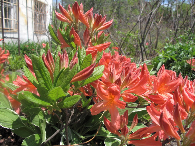 Изображение особи Rhododendron molle ssp. japonicum.