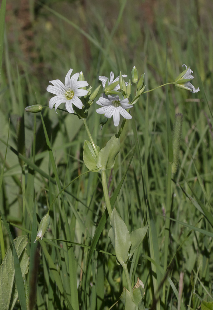 Image of Cerastium davuricum specimen.