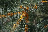 Hippophae rhamnoides