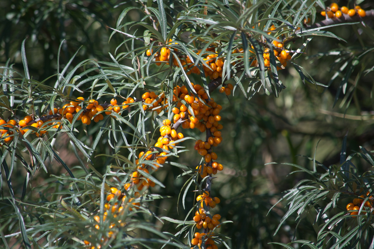 Image of Hippophae rhamnoides specimen.