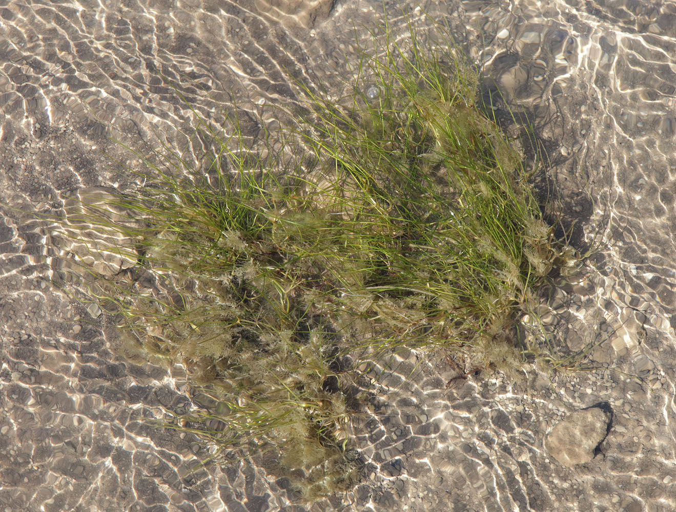 Image of Ruppia maritima specimen.