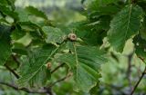 Quercus crispula. Верхушка побега с созревающими плодами и повреждёнными листьями. Курильские о-ва, о-в Кунашир, склон вулкана Головнина, ≈ 400 м н.у.м., опушка смешанного леса. 20.08.2022.