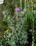 Cirsium vulgare