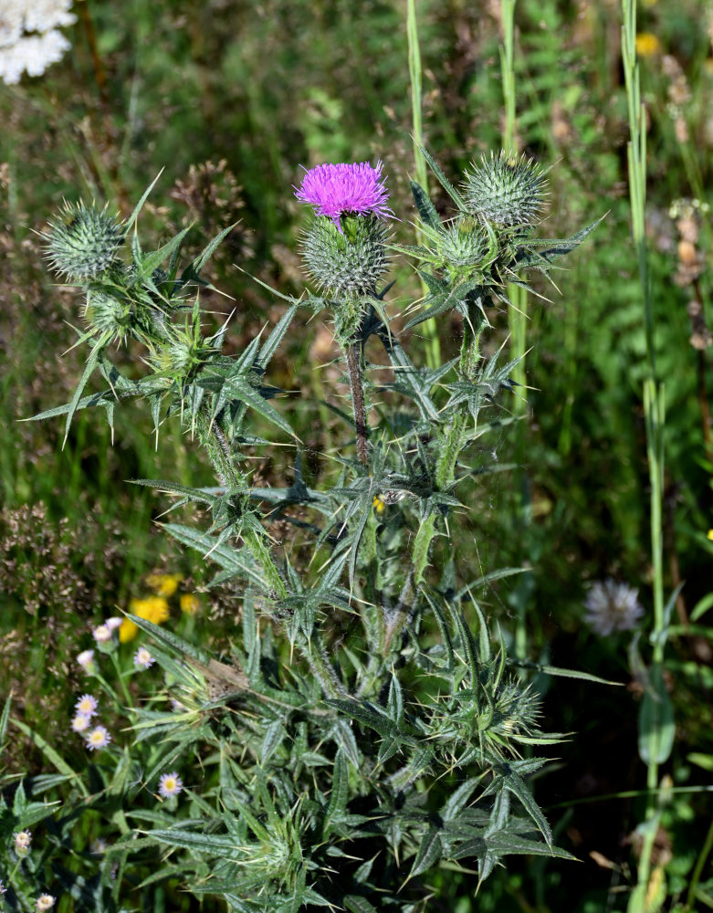 Изображение особи Cirsium vulgare.