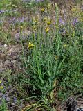 genus Tragopogon