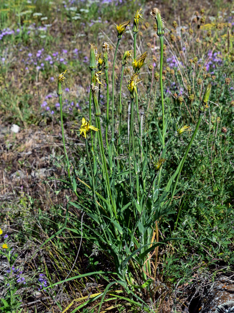 Изображение особи род Tragopogon.