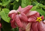 Mussaenda philippica × M. erythrophylla