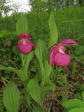 Cypripedium macranthos