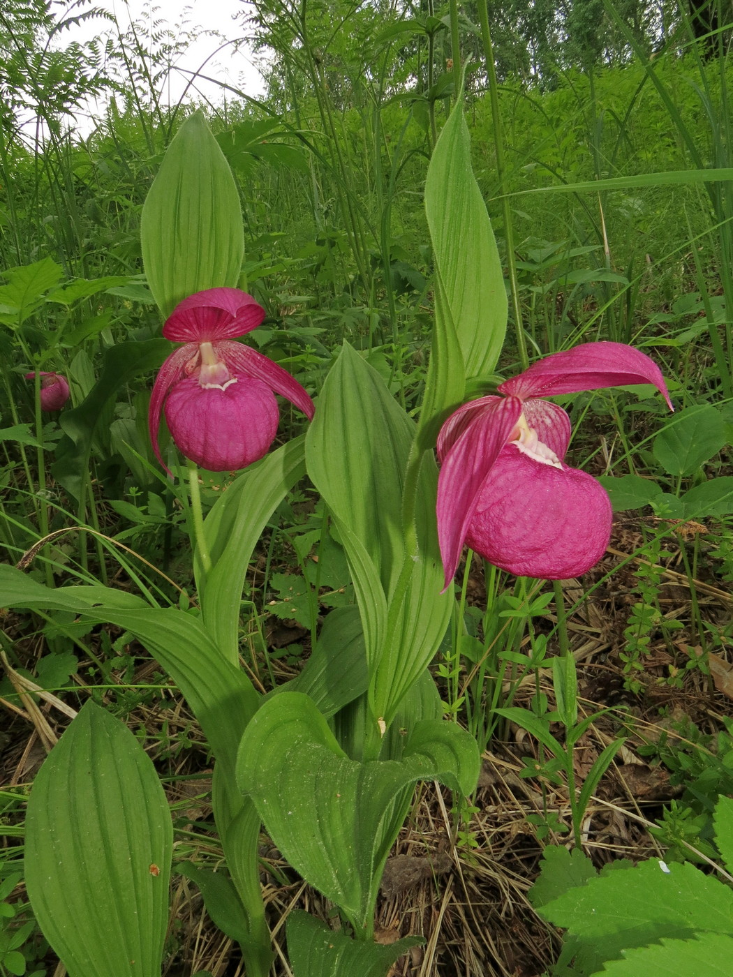 Image of Cypripedium macranthos specimen.