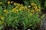 Arnica sachalinensis