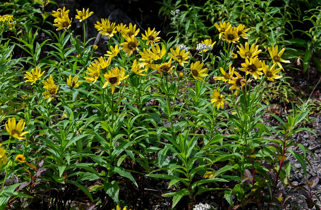 Изображение особи Arnica sachalinensis.