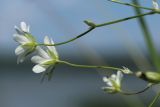 Stellaria palustris. Побеги с цветками. Беларусь, Витебская обл., дер. Сурмино, берег озера, суходольный луг на песке, окрайка травяной дернины у воды. 24.06.2023.