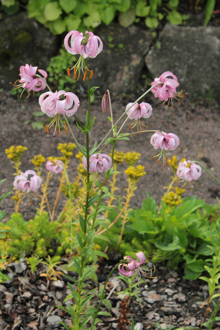 Image of Lilium lankongense specimen.